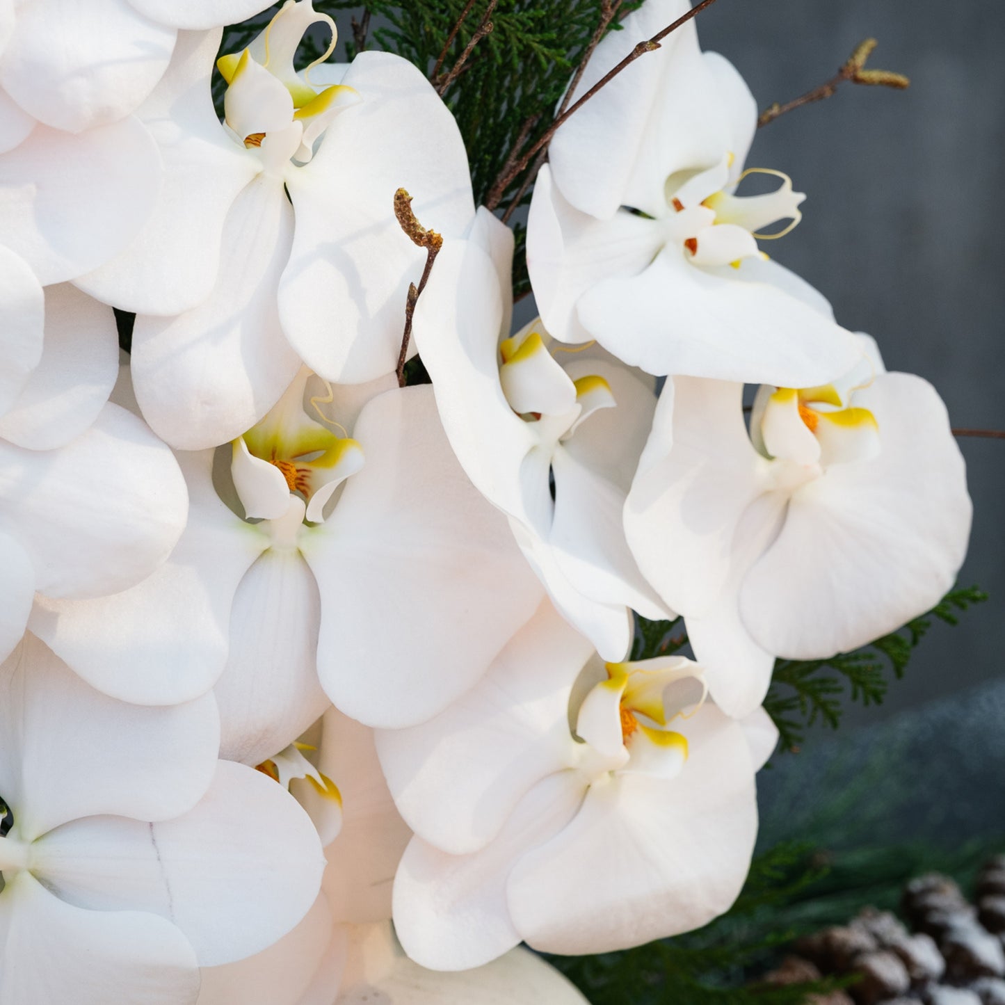 Snowfall Orchid Crest