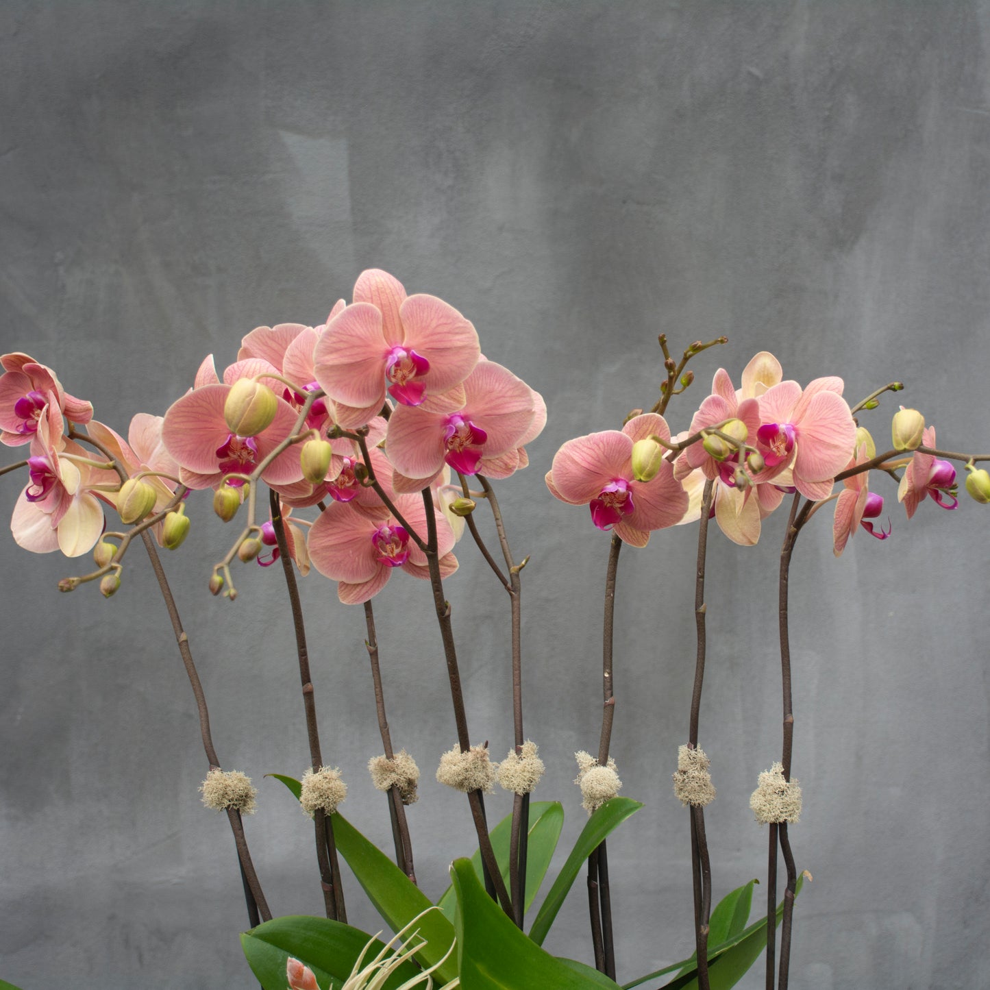 Blush Haven