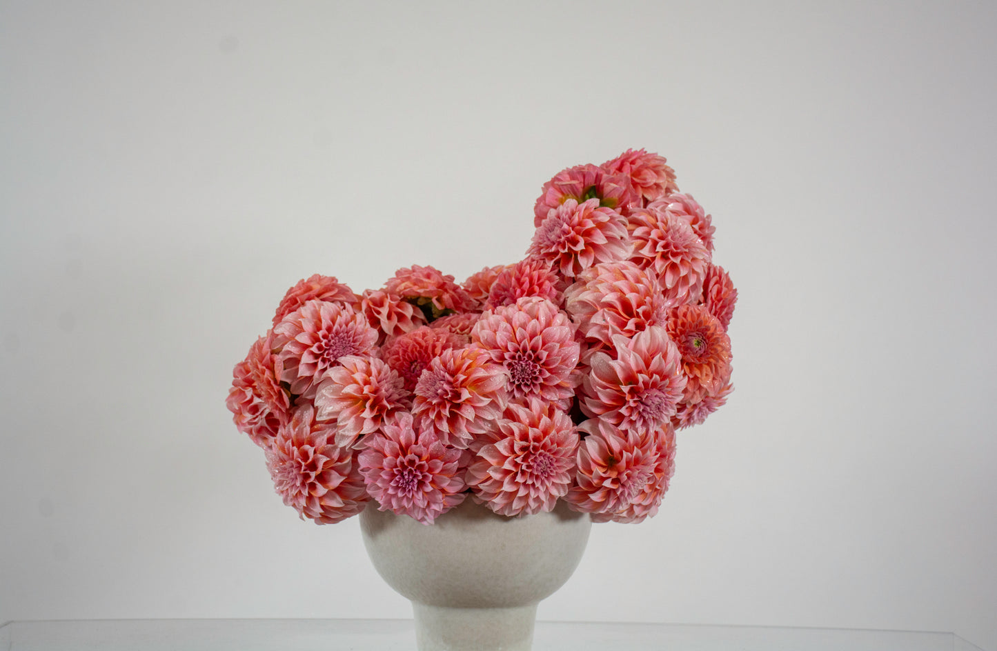 Darling Dahlias