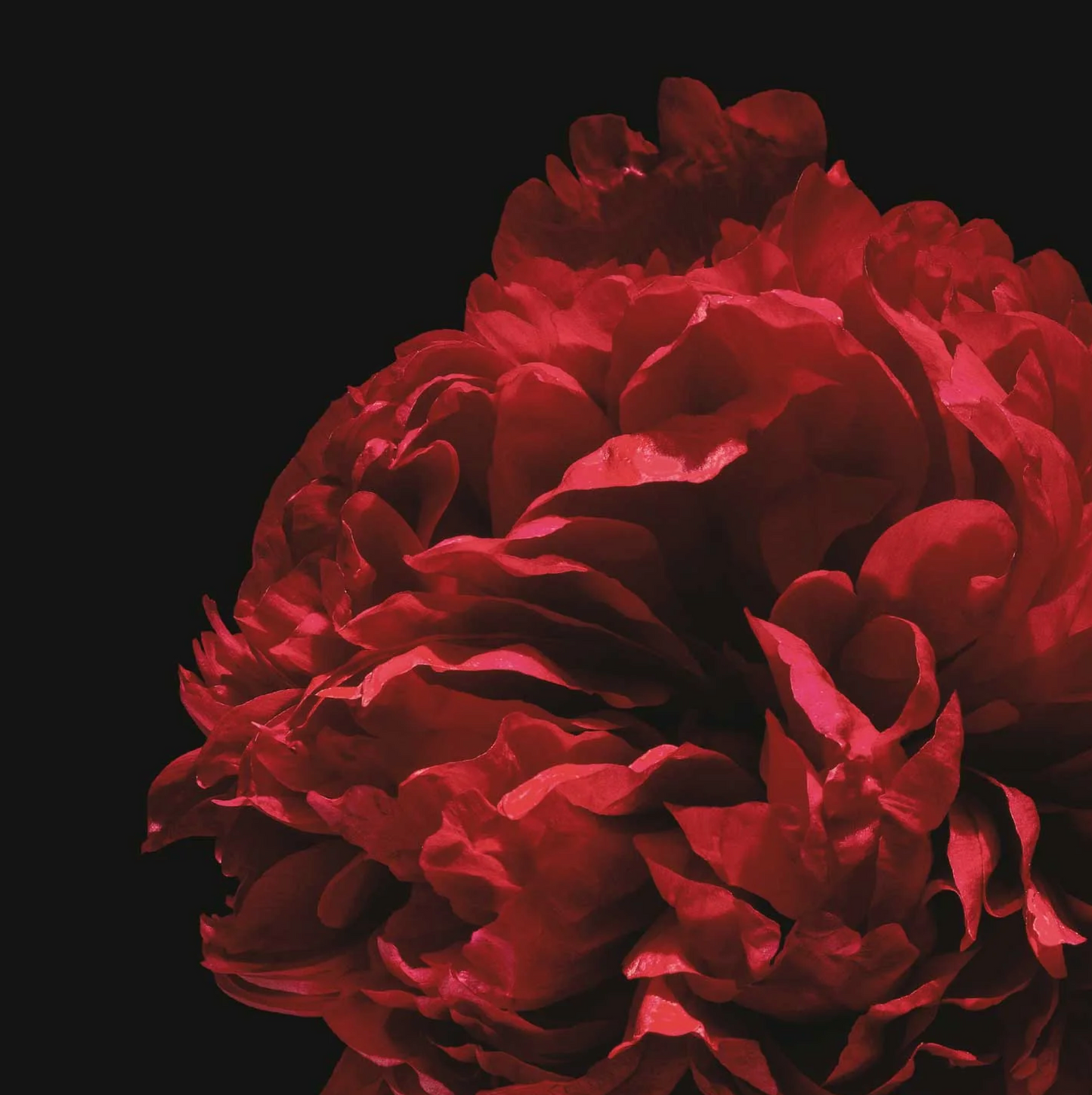 Evolvetogether - Body Cream - Monaco