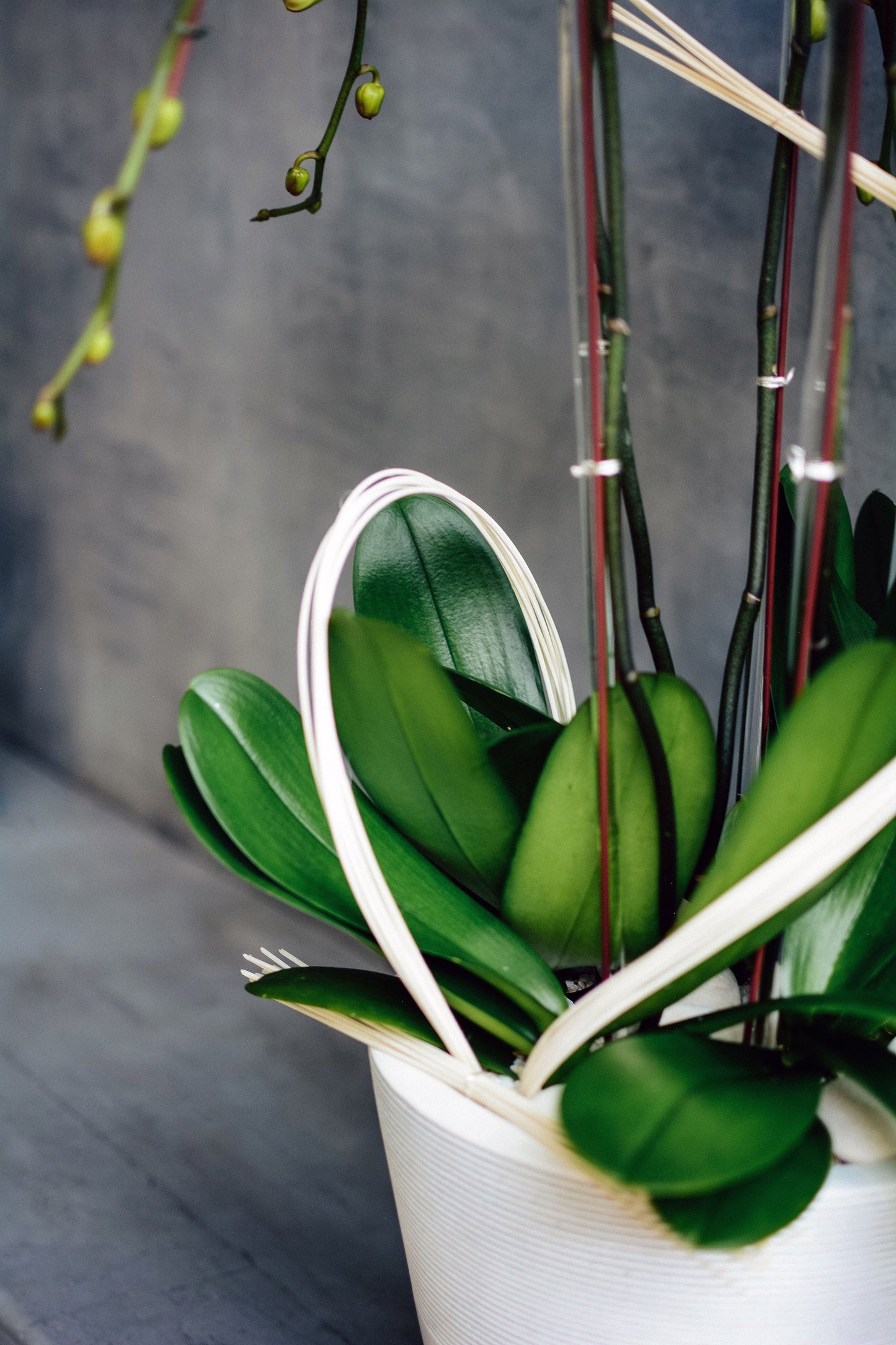 Satori Orchids