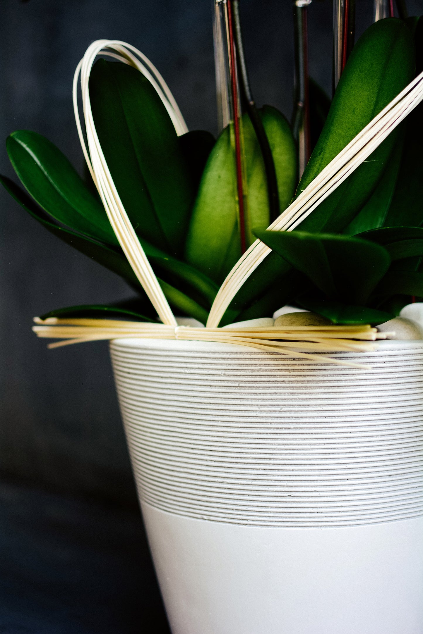 Satori Orchids
