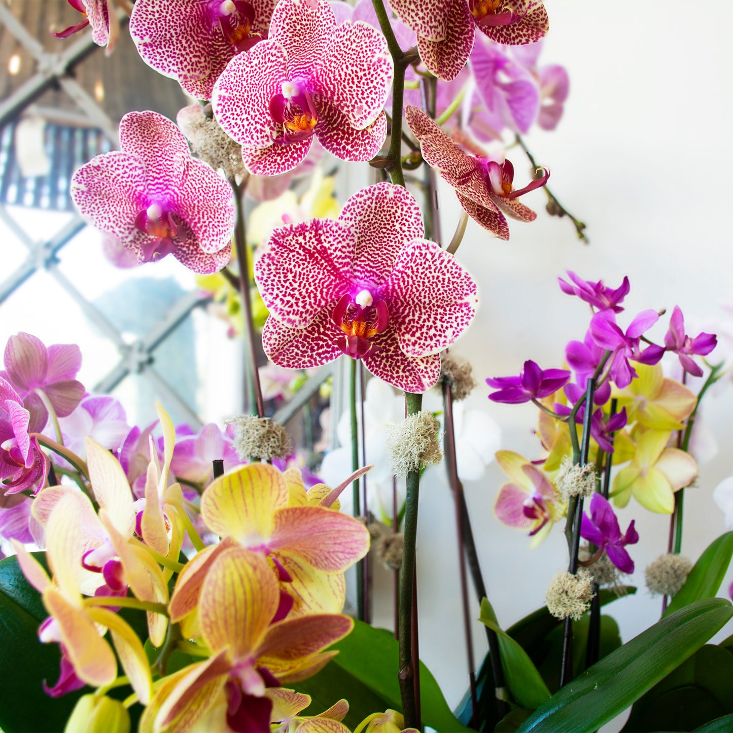 A Burst of Color