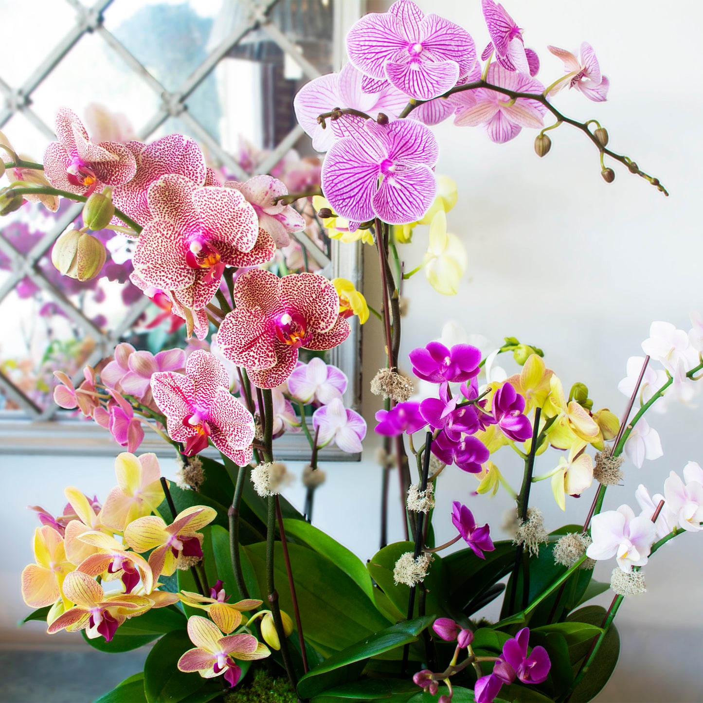 A Burst of Color
