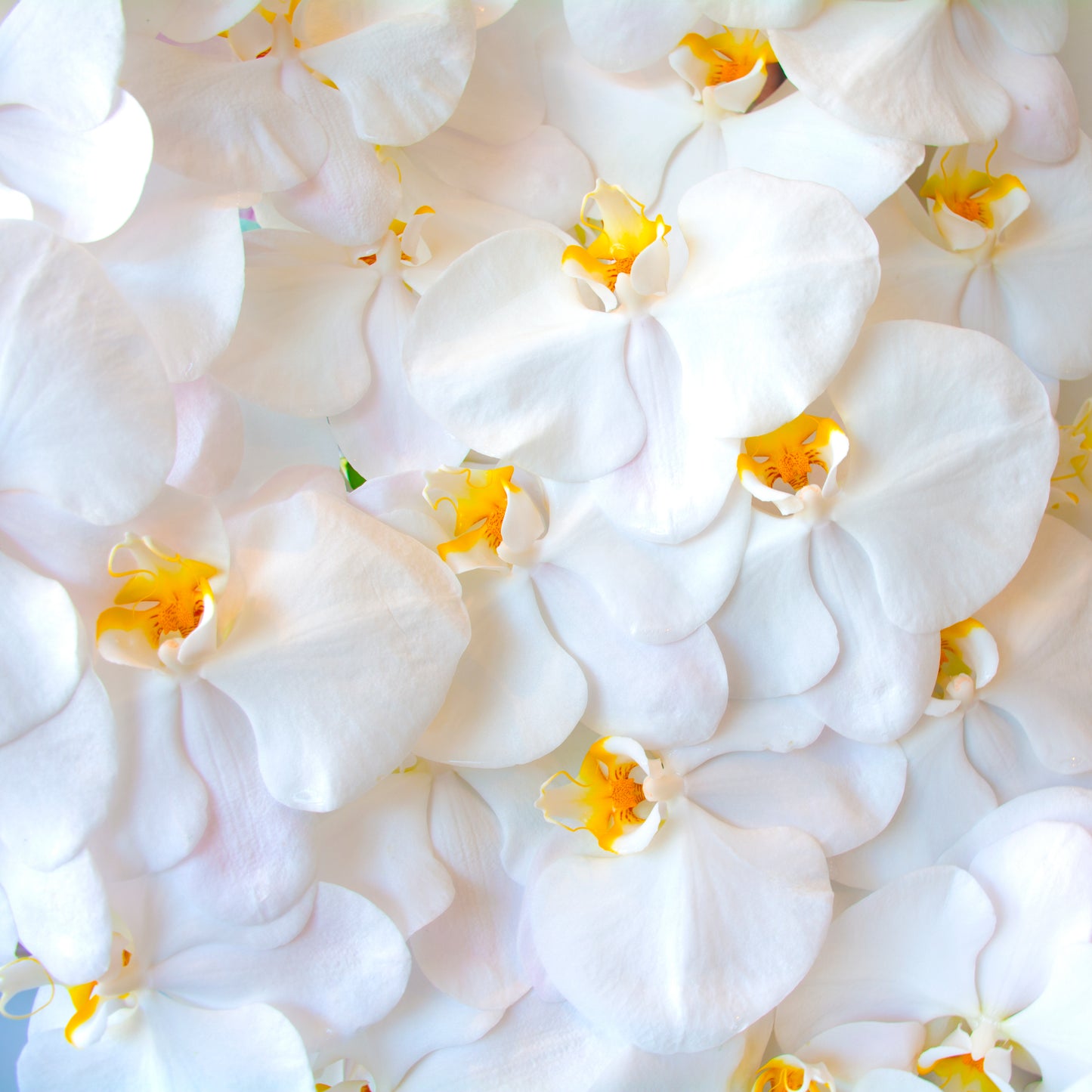 A Waterfall of Orchids