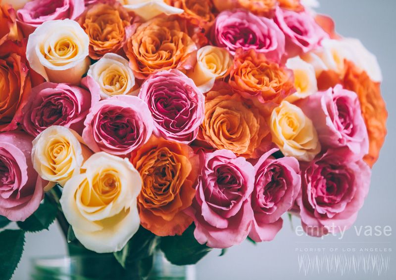 Apricot Delight