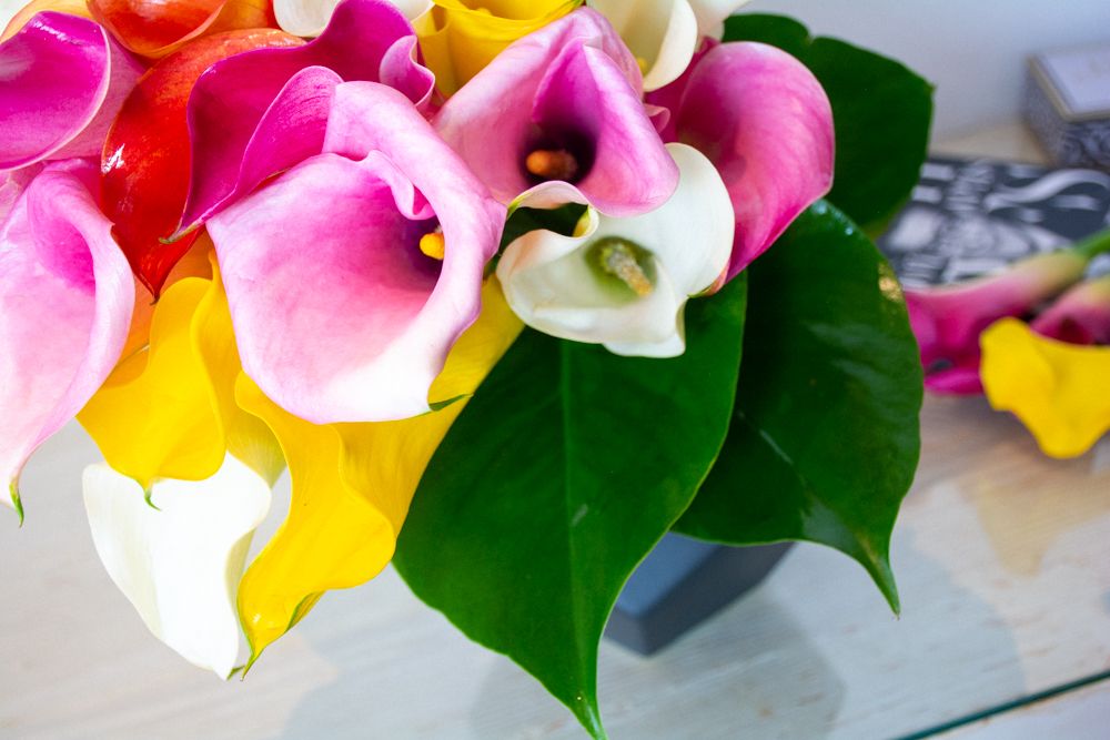 Calla Starburst