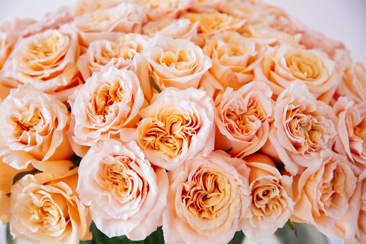 The Santorini Rose