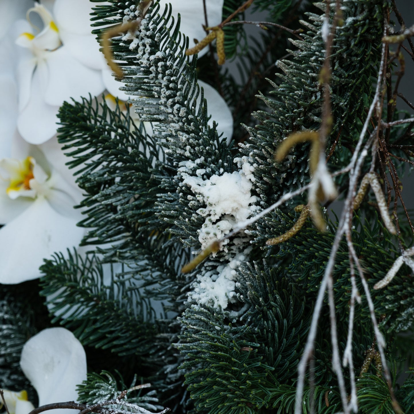 Snowfall Orchid Crest