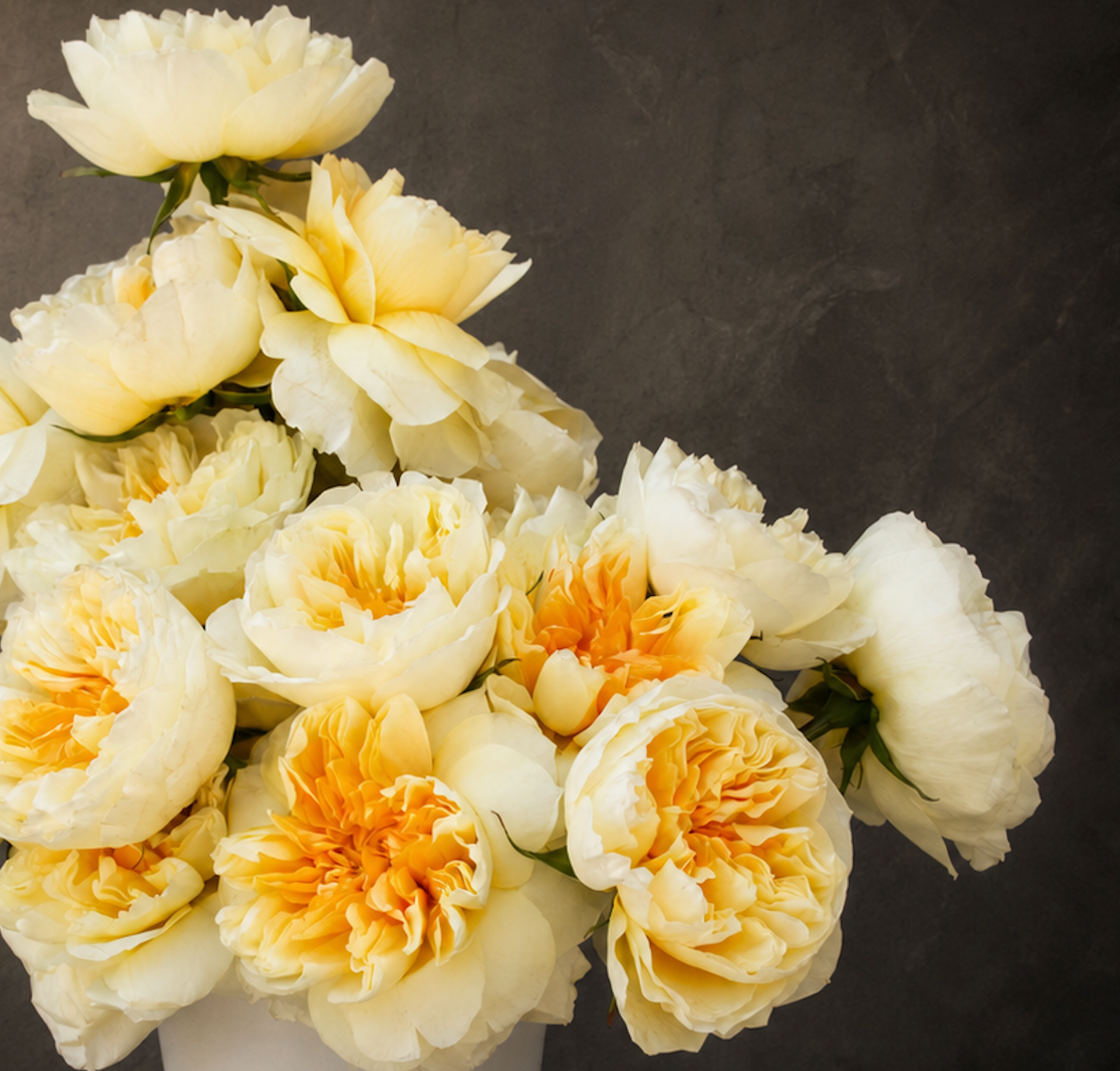 Buttercream Garden Roses