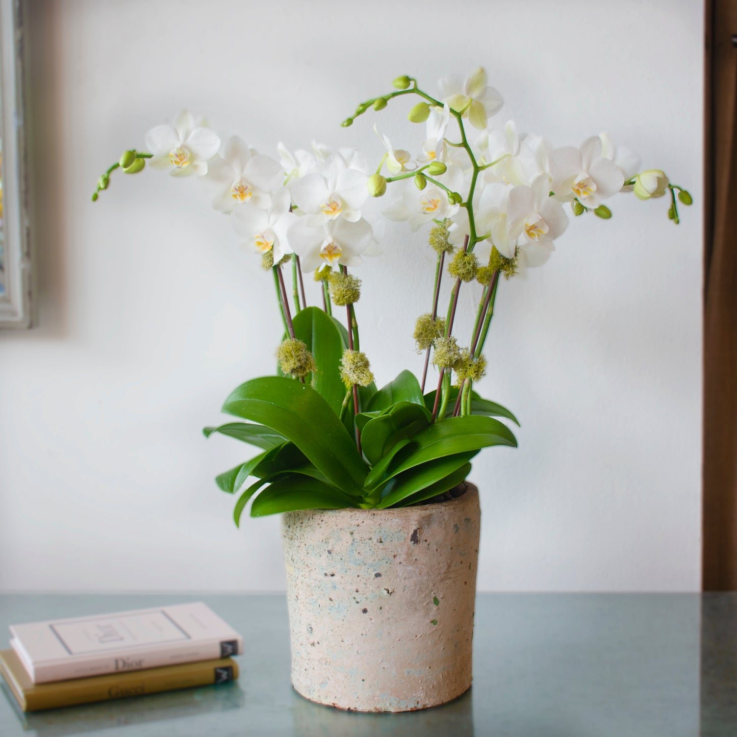 Whispering Stone Orchids