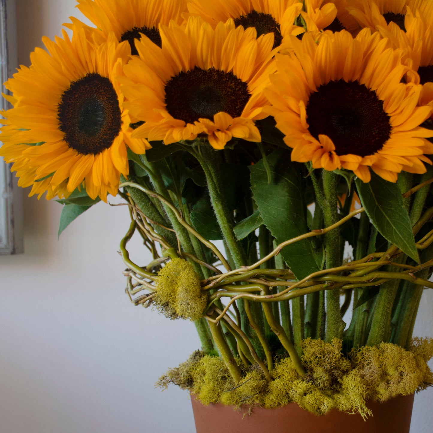 Sunlit Serenade