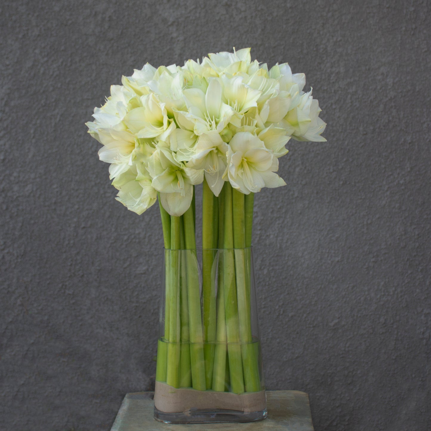 Amaryllis Elegance