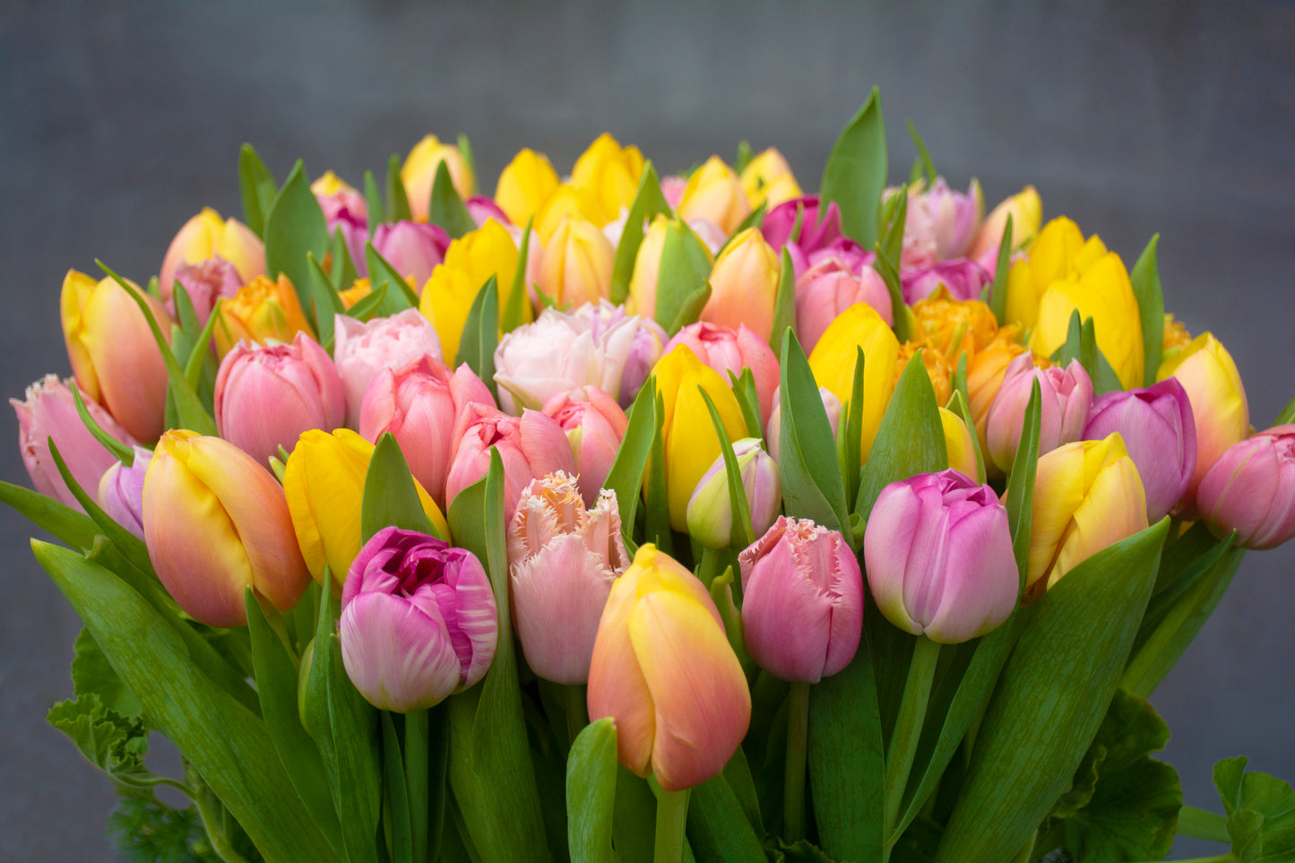 Tulip Meadow