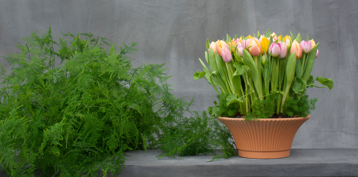 Tulip Meadow