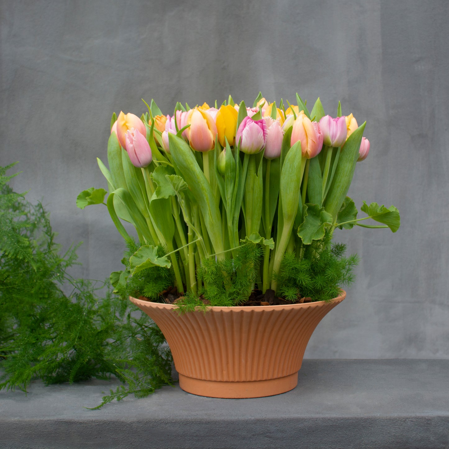 Tulip Meadow