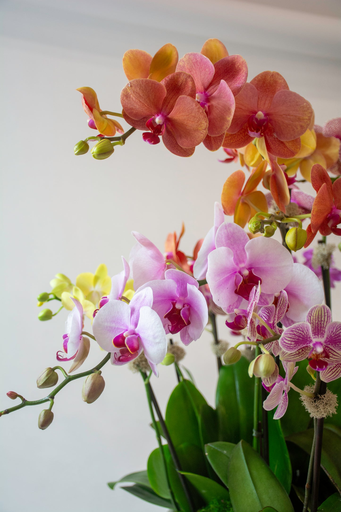 Botanical Light