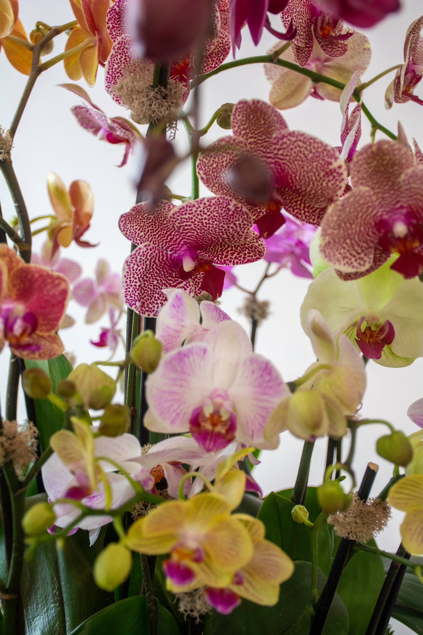 Botanical Light