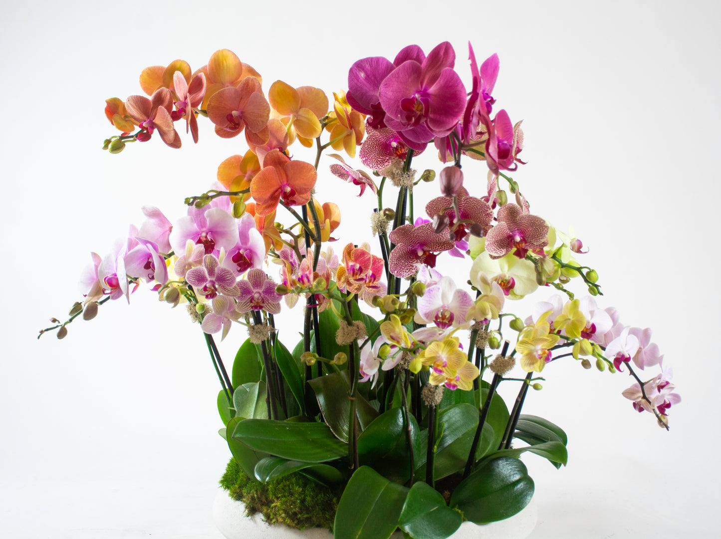 Botanical Light