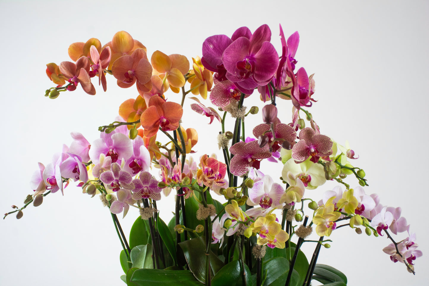 Botanical Light
