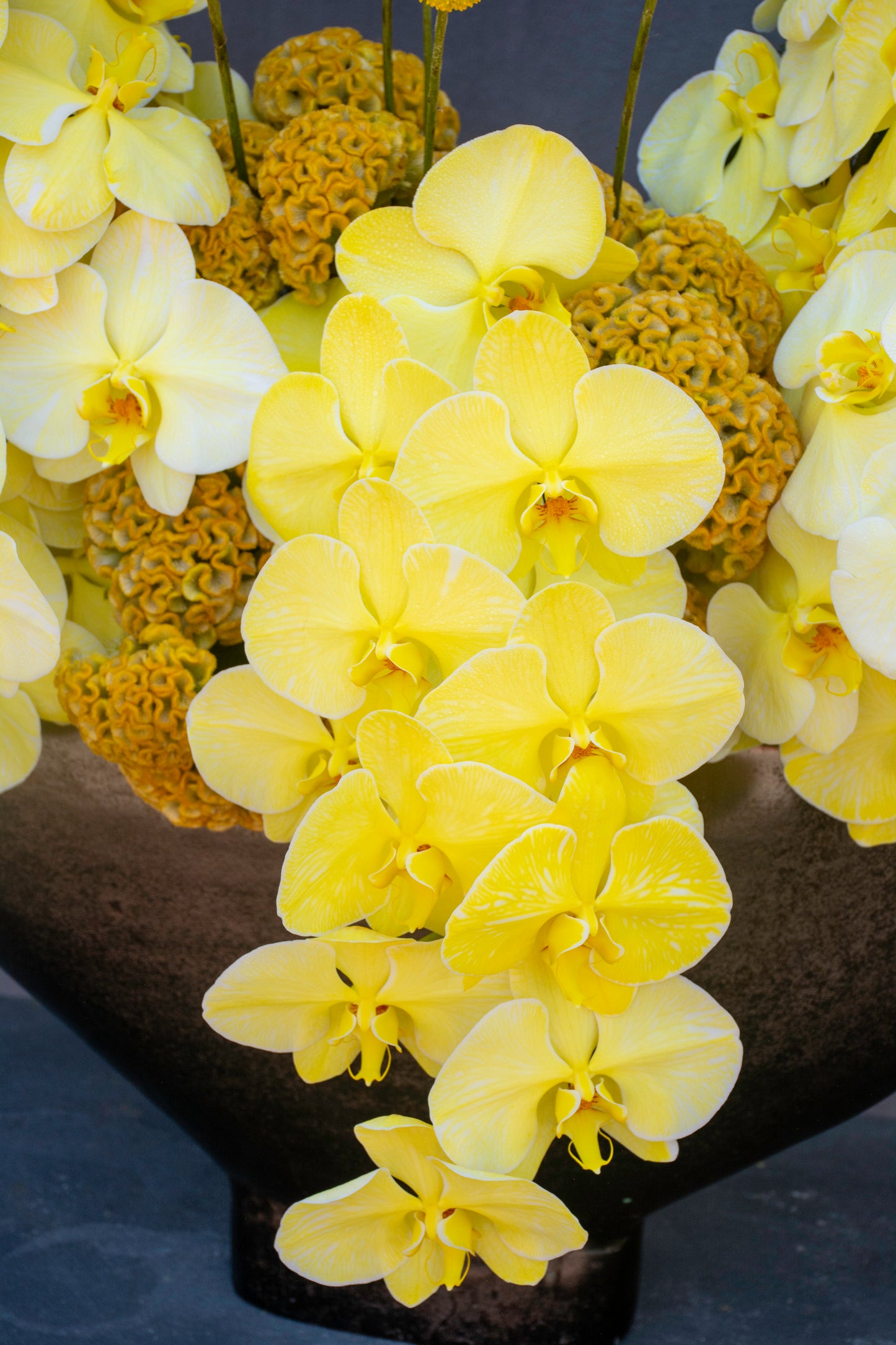 Kiiro Orchid Garden