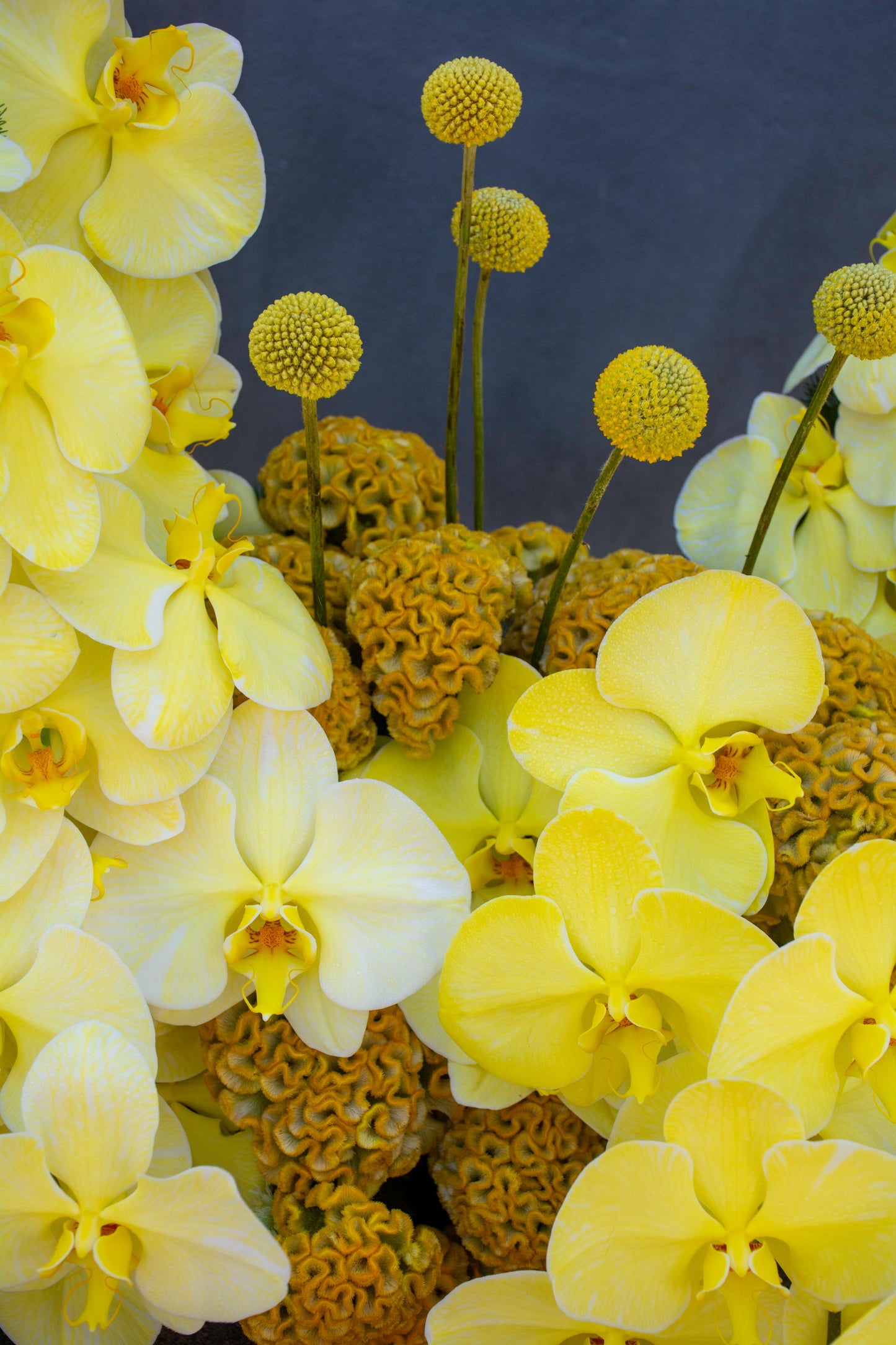 Kiiro Orchid Garden