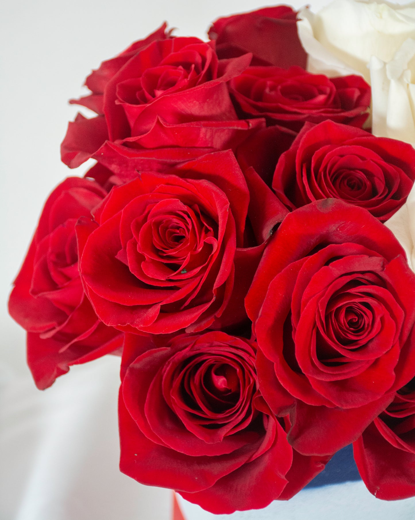 Red, White, and Blooming