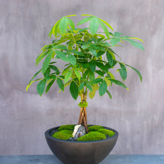 Tree of Fortune
