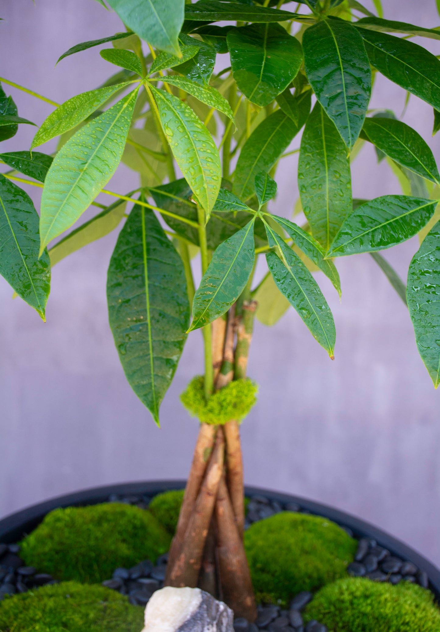 Tree of Fortune