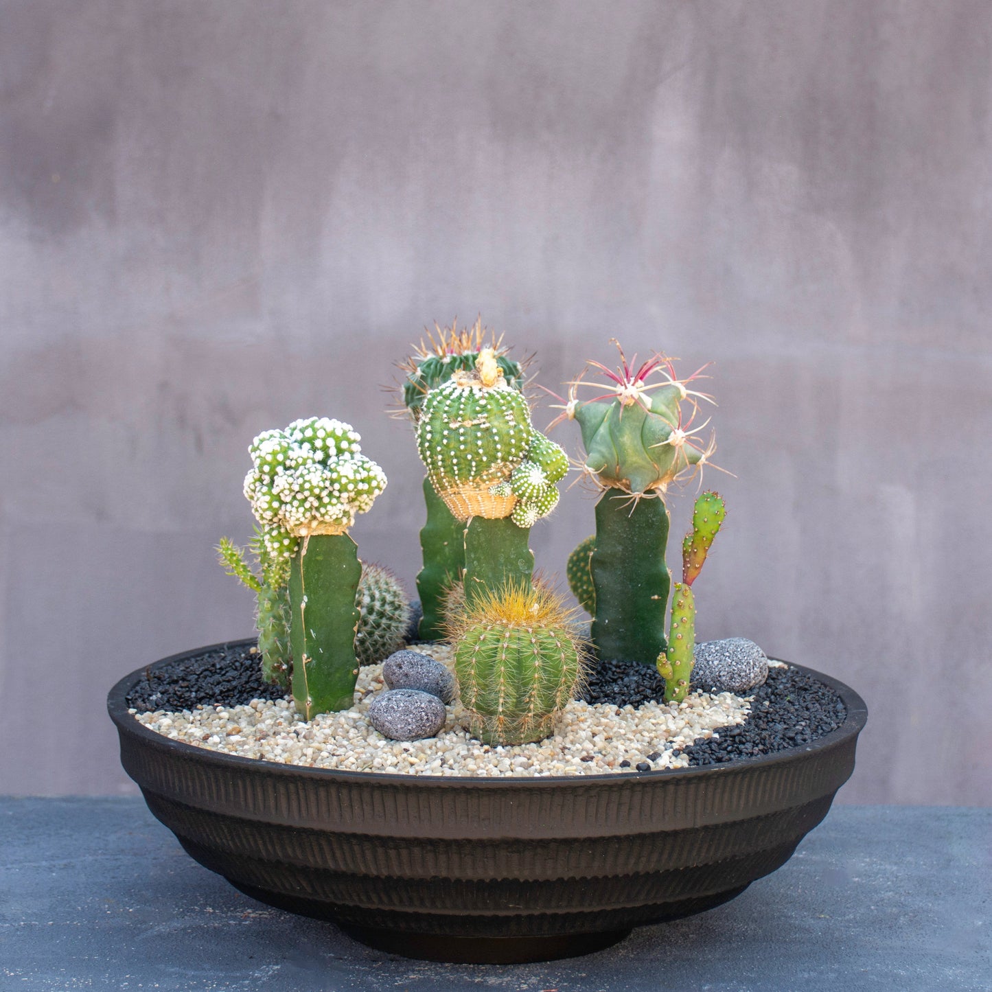 Desert Garden