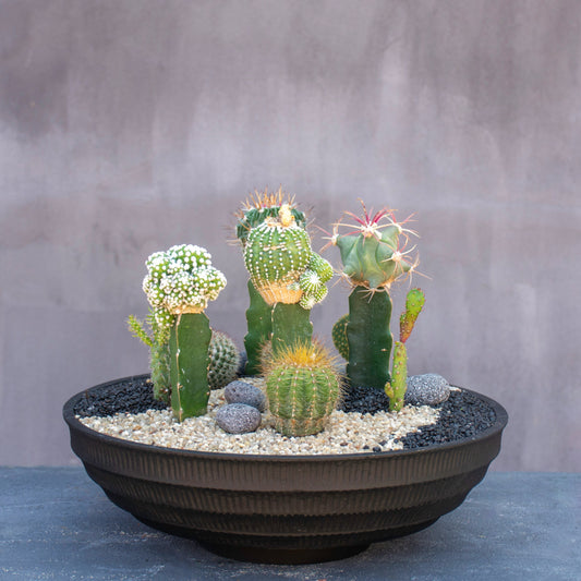 Desert Garden