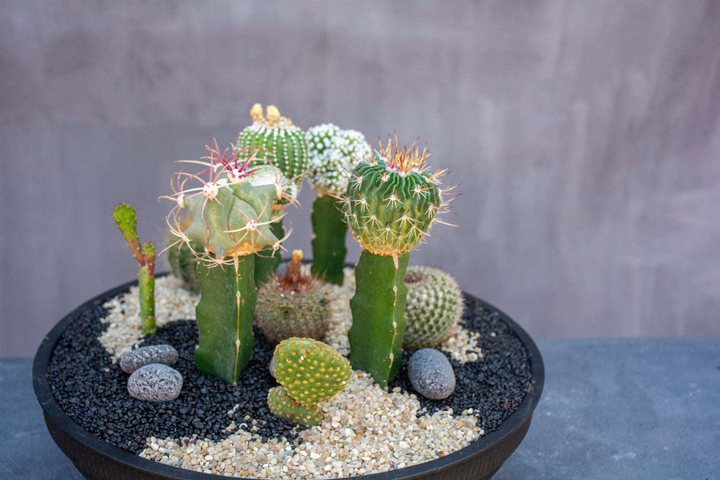 Desert Garden