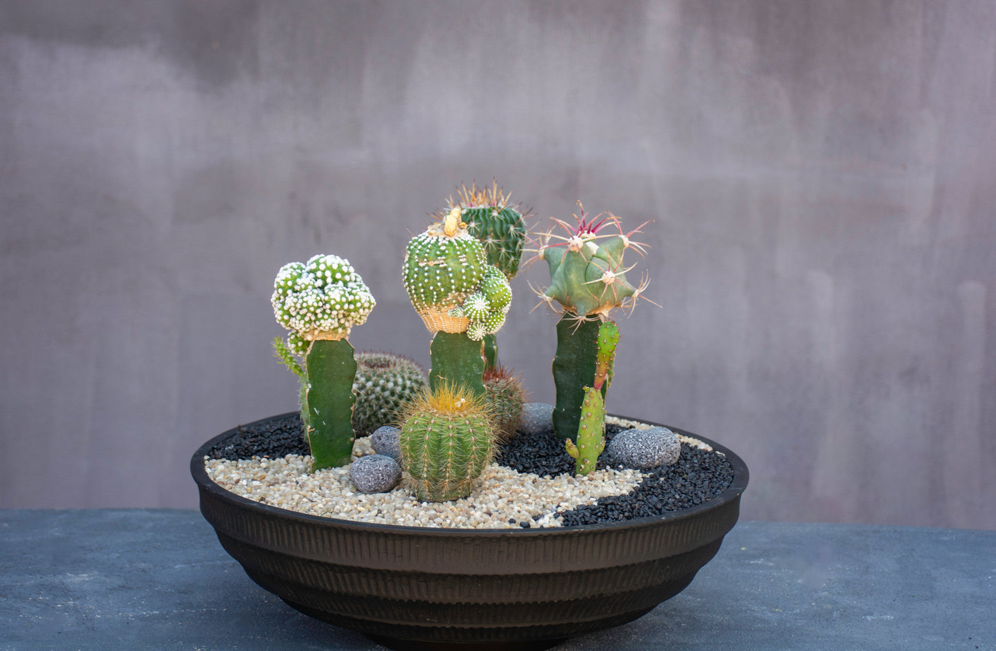 Desert Garden