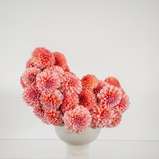 Darling Dahlias