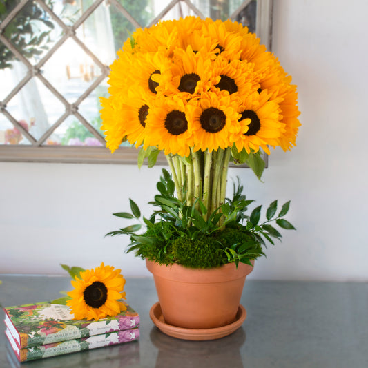 Sunflower Symphony