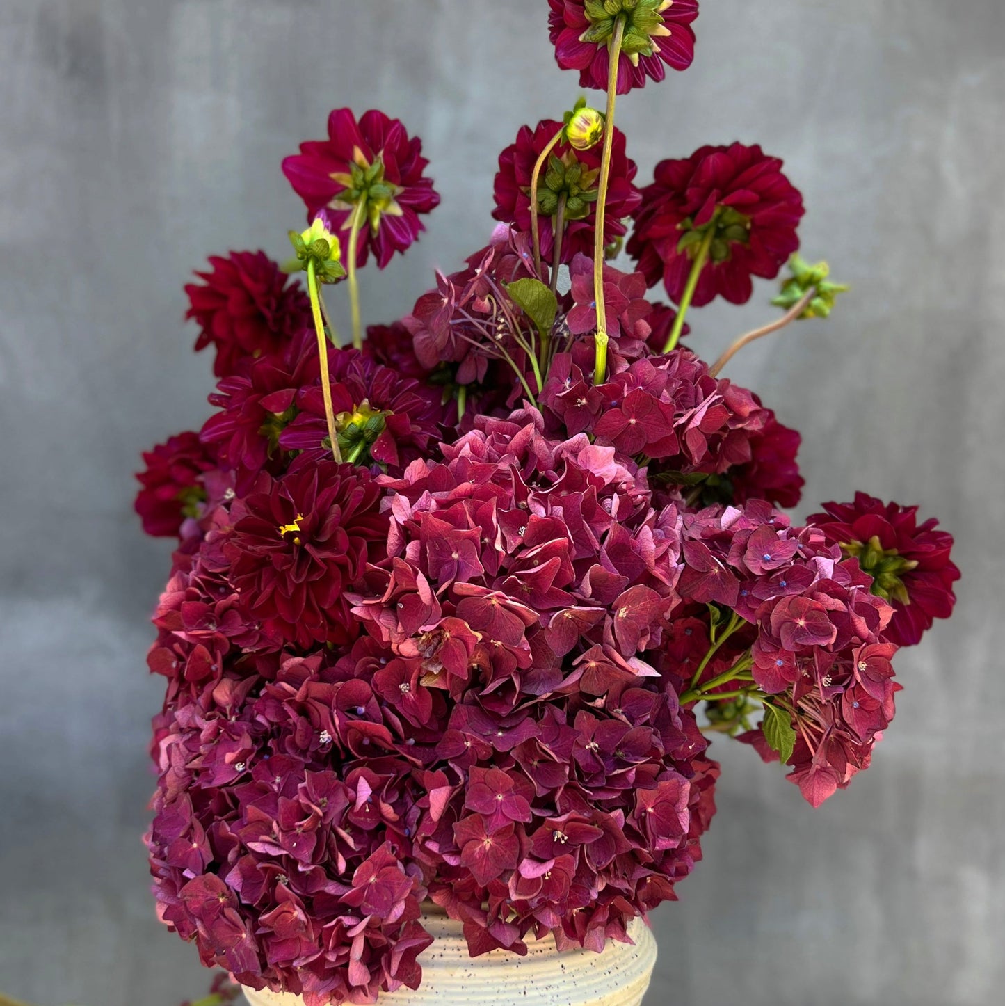 The Crimson Velvet