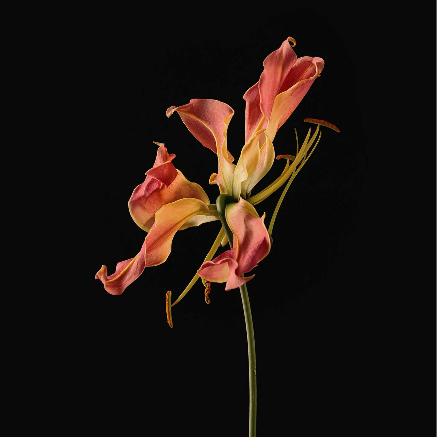 Evolvetogether - Deodorant - Havana