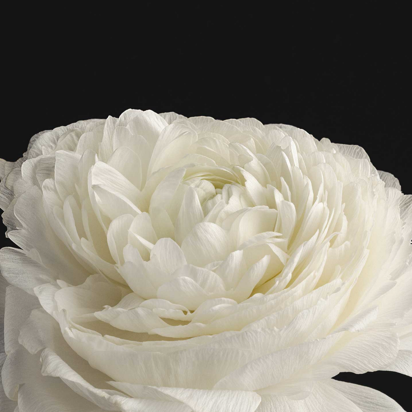 Evolvetogether - Deodorant - Taormina