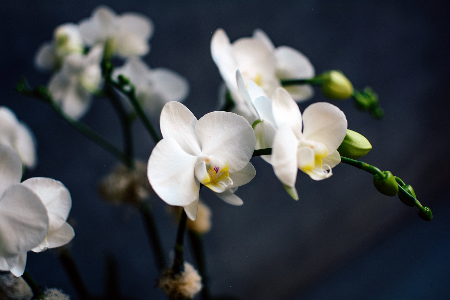 Orchids by the Sea