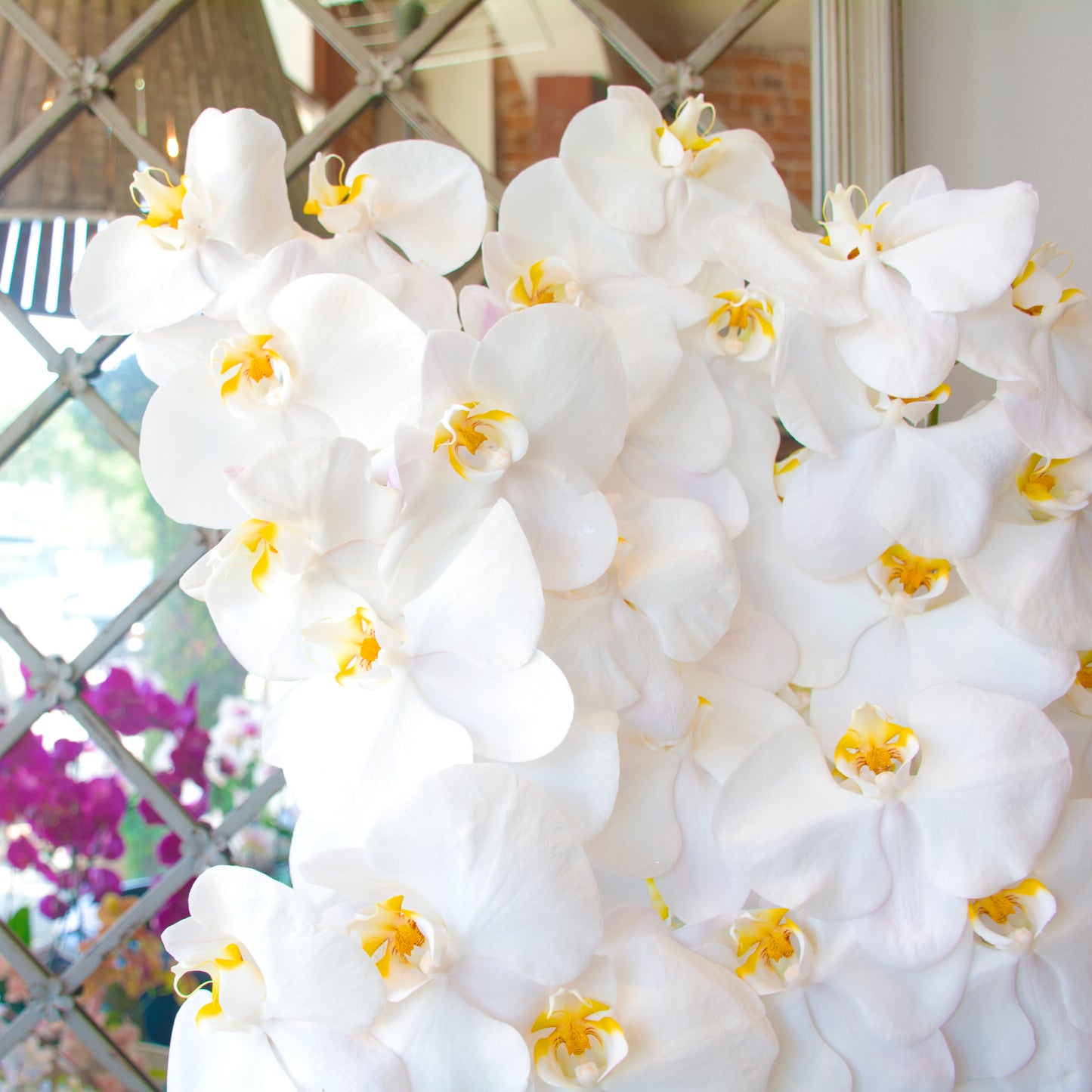 A Waterfall of Orchids