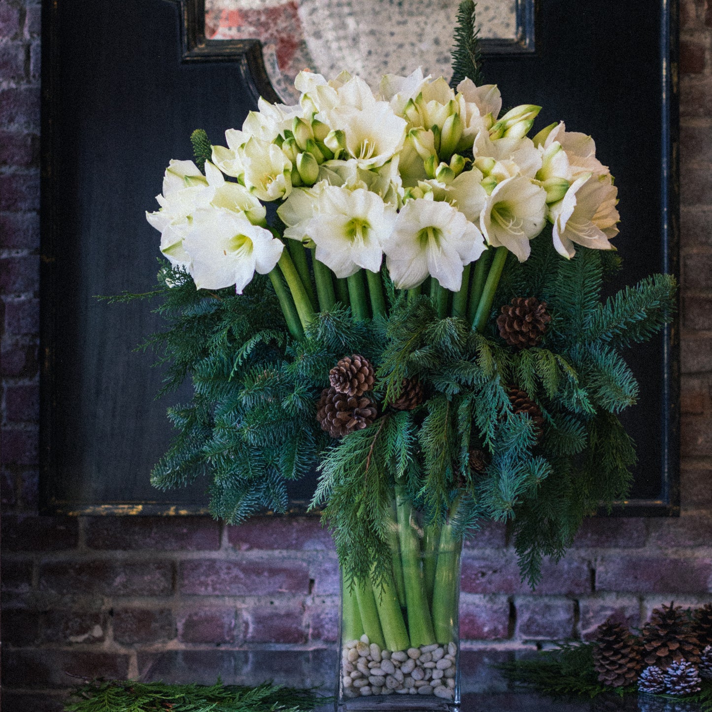 Winter's First Amaryllis