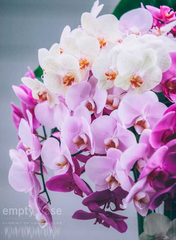 Bountiful Orchids