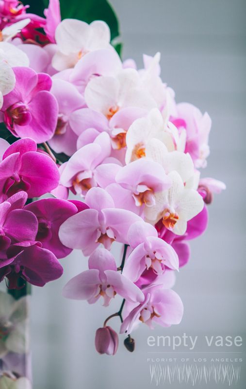 Bountiful Orchids