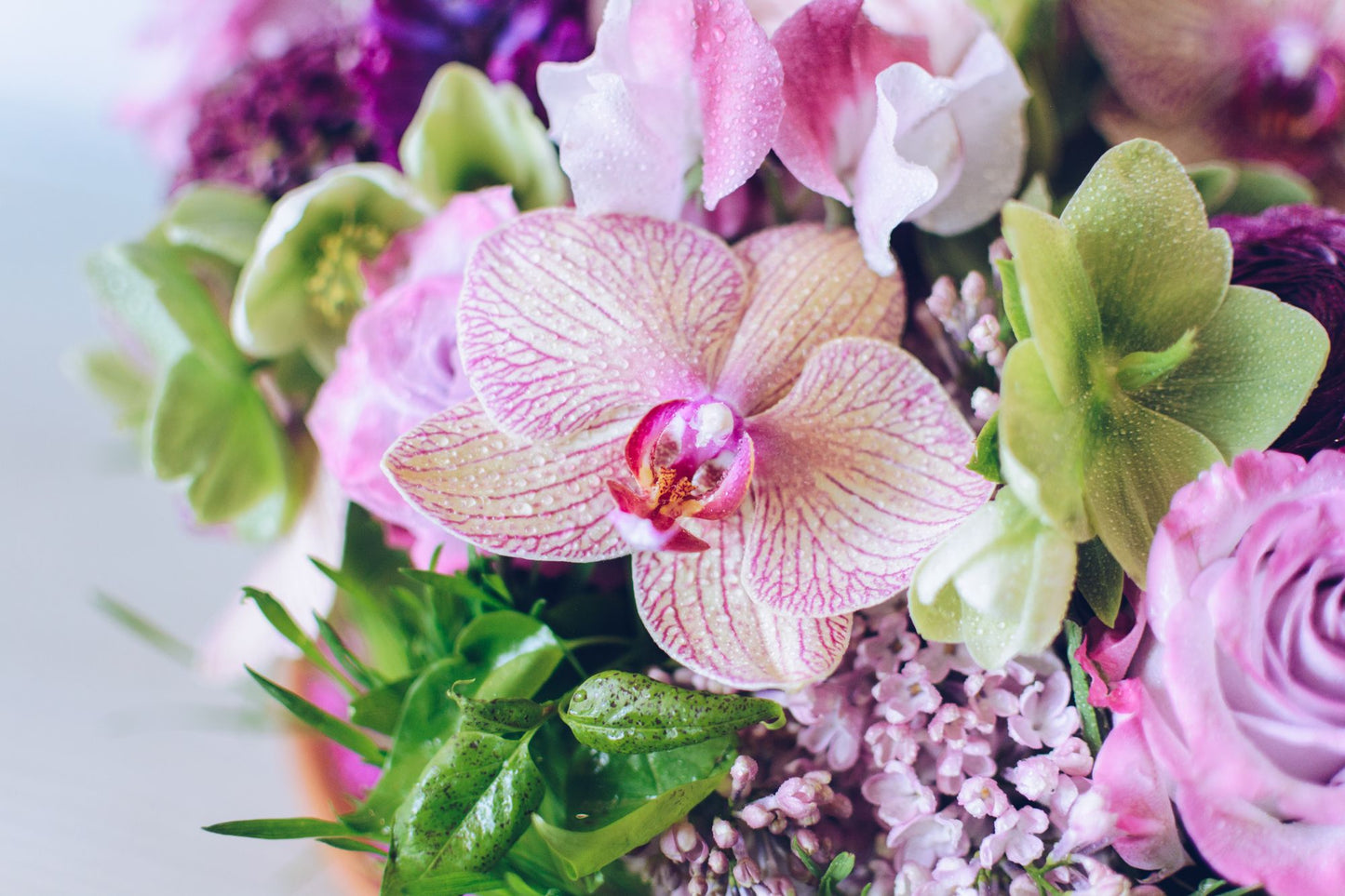 Full Bloom