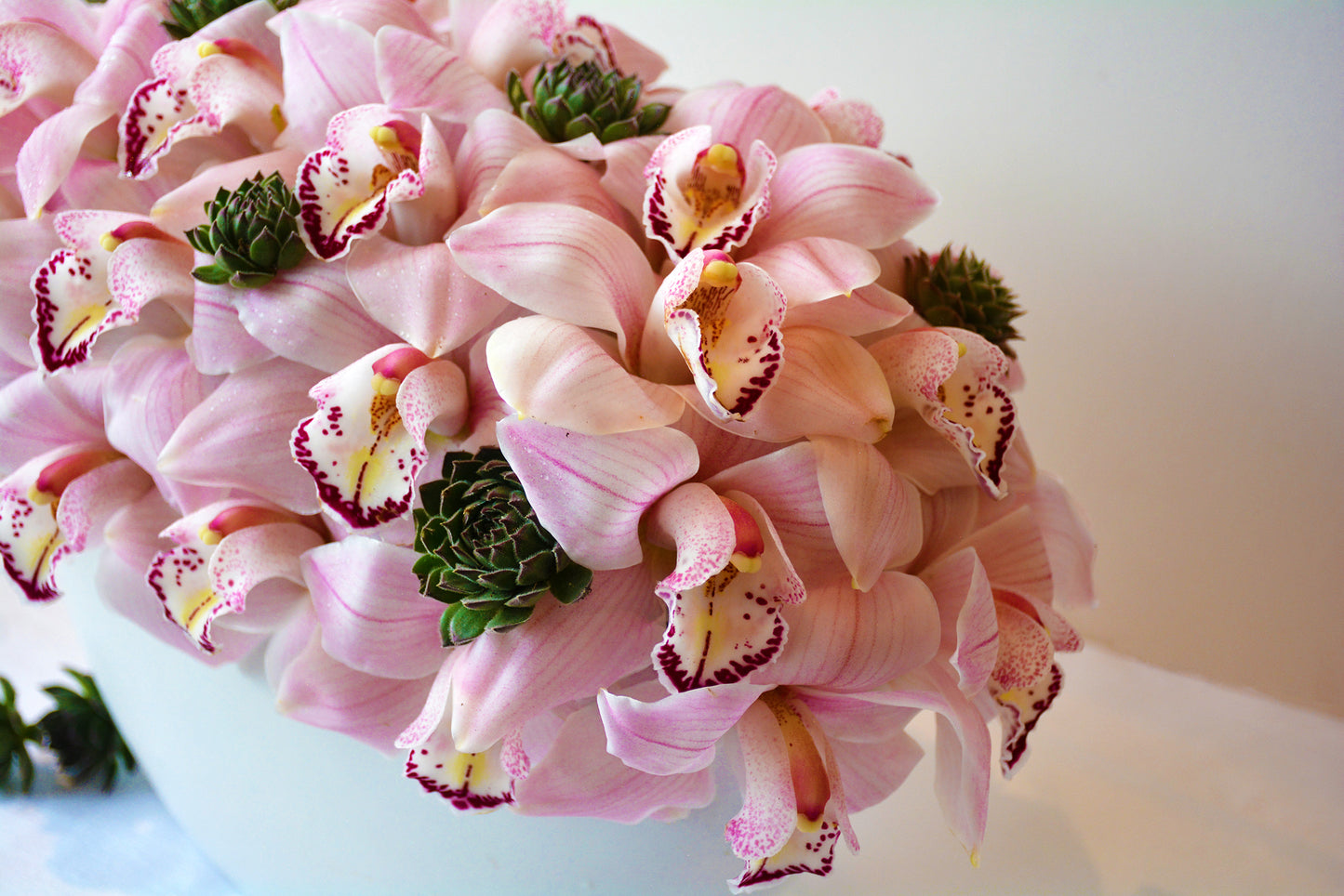 Pink Modern Orchid