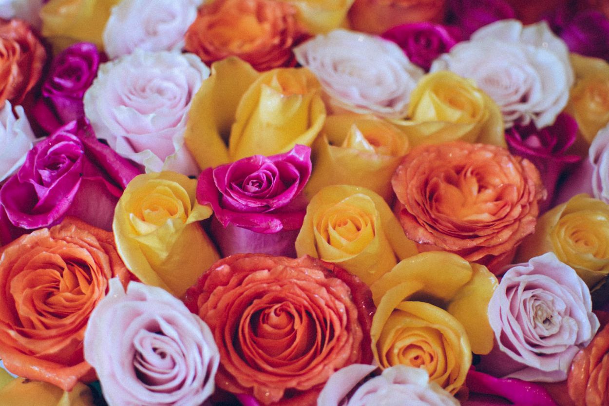Summer Roses