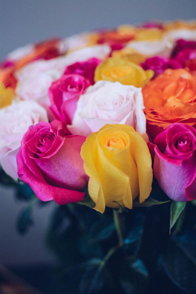 Summer Roses