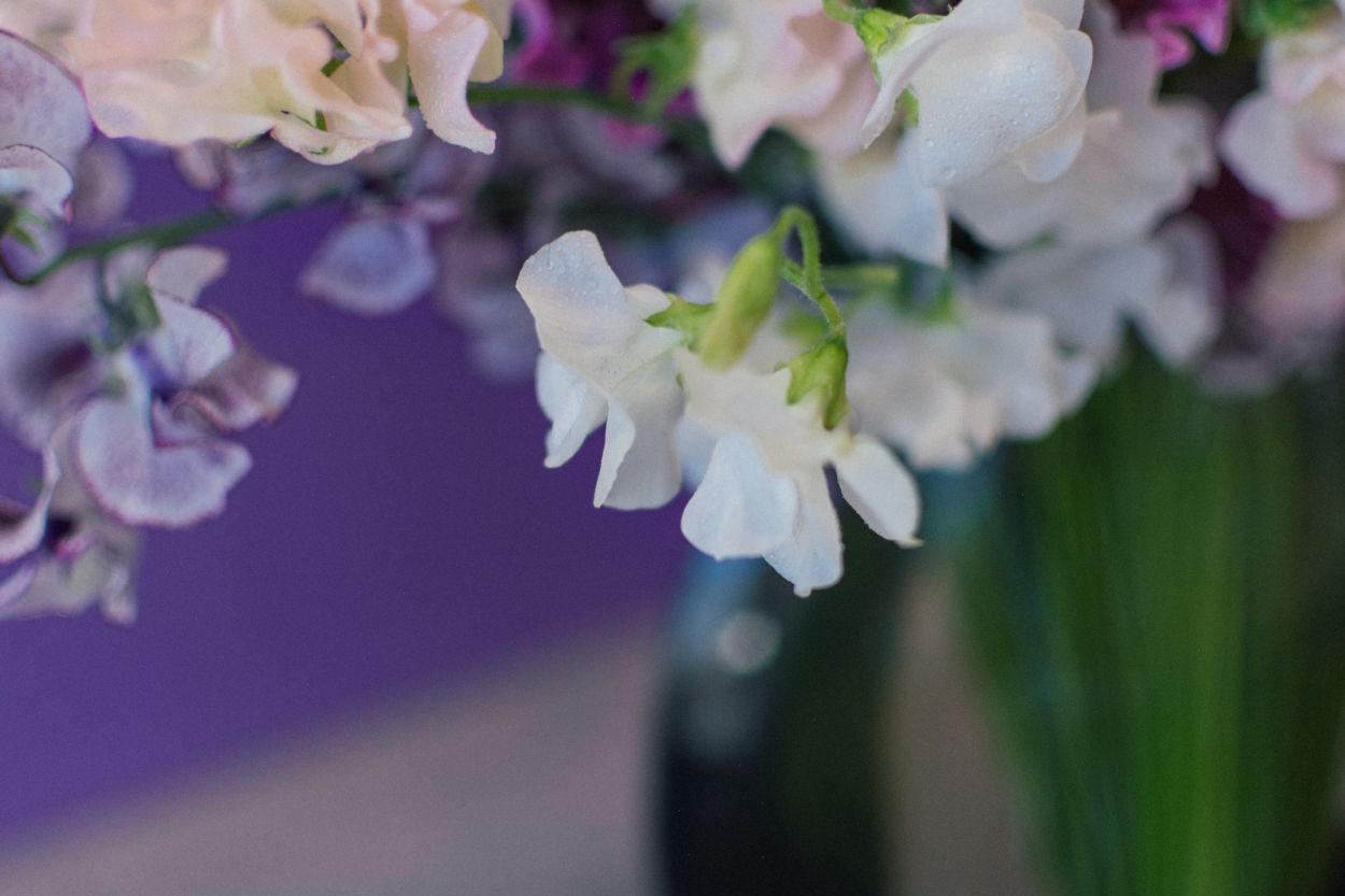 Perfectly Ruffled Sweet Peas