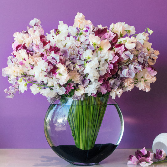 Perfectly Ruffled Sweet Peas