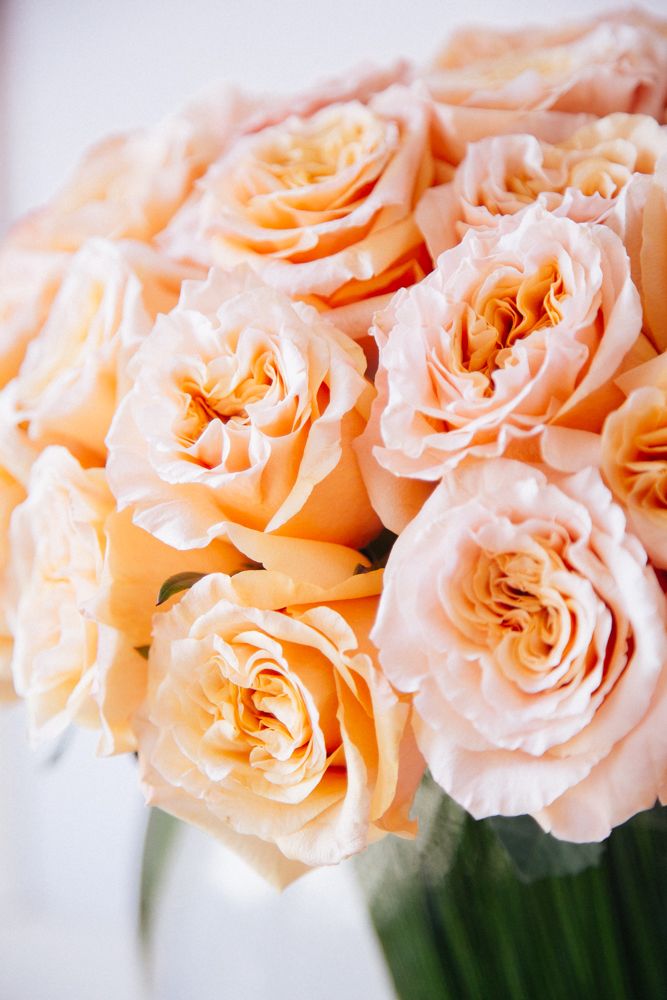 The Santorini Rose